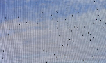 Swarm of mosquitoes on a net.